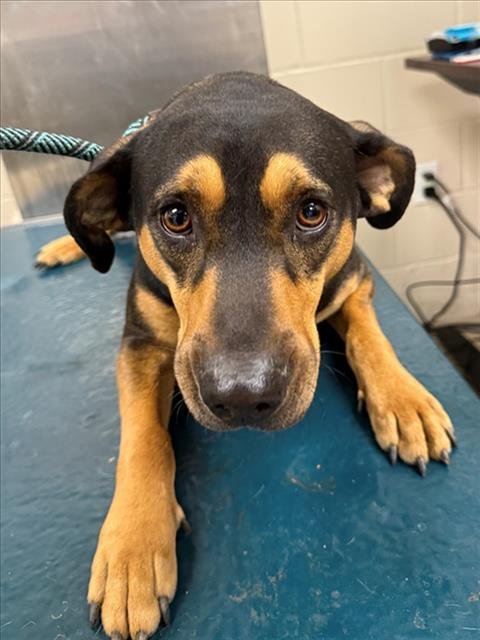 MICKEY - Black and Tan Coonhound available for adoption