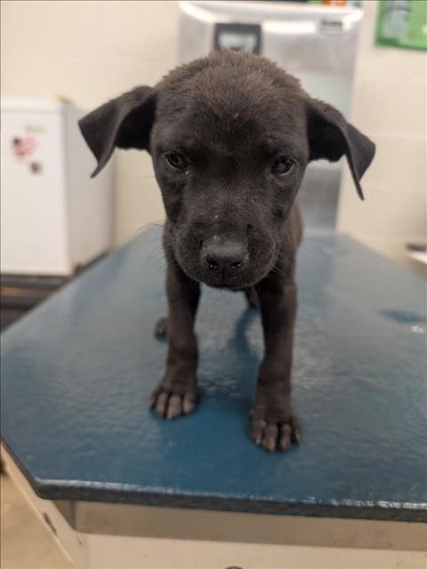 IVEN - Bulldog available for adoption