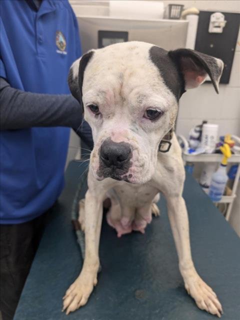 MARGO - American Pit Bull Terrier available for adoption