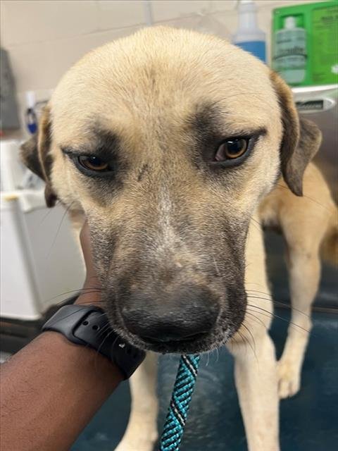 LITTLE GUY - Anatolian Shepherd / Great Pyrenees available for adoption