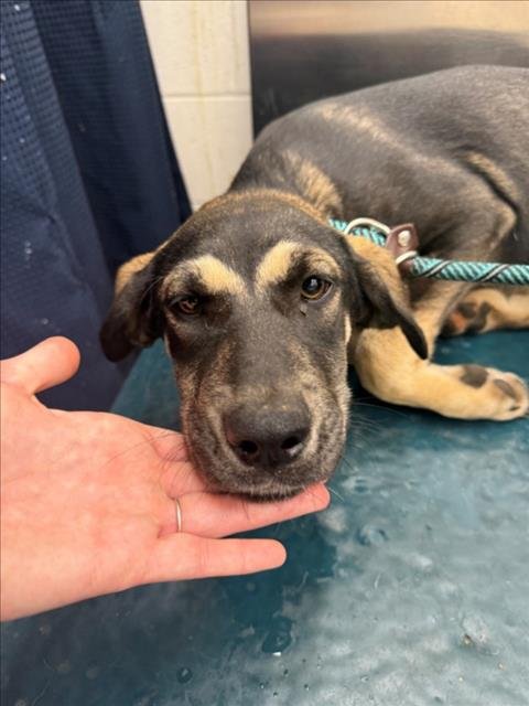 ZAMO - Black Mouth Cur available for adoption