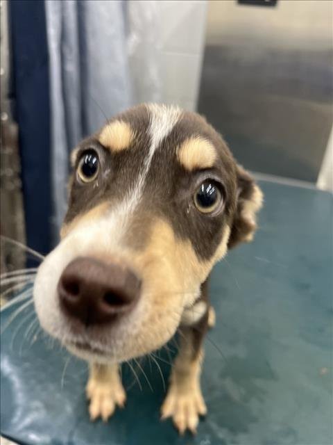 FENDI - Labrador Retriever available for adoption