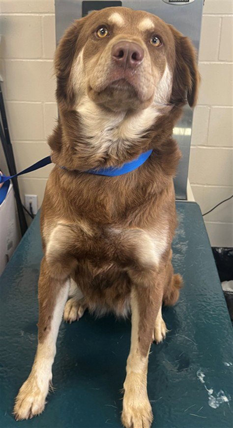 SHIRA - Siberian Husky available for adoption