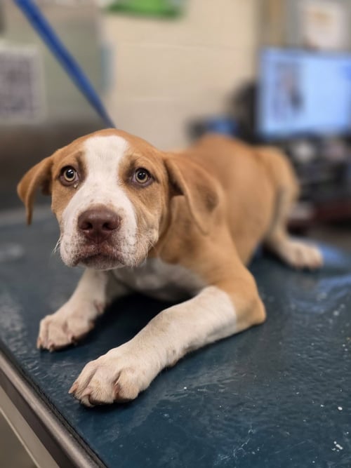 SAND - English Foxhound / English Pointer available for adoption