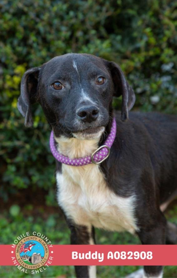 BUDDY - Labrador Retriever available for adoption