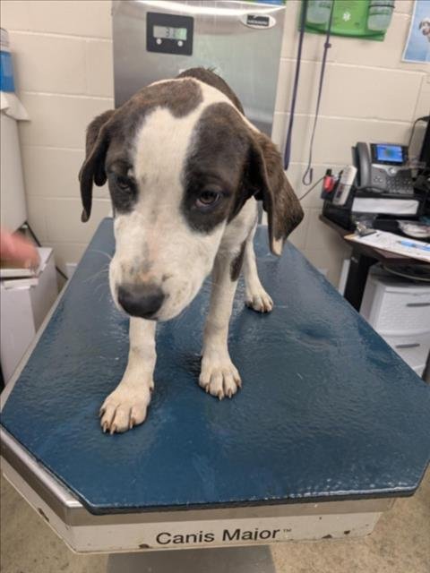 UNI - Beagle available for adoption