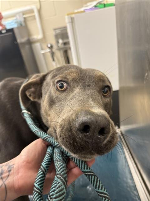 MANNY - Labrador Retriever available for adoption