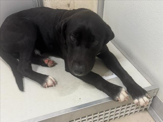 LUKE - Labrador Retriever available for adoption