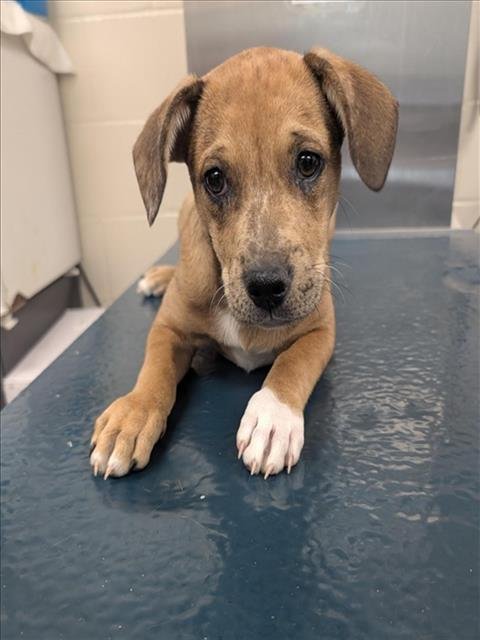 CHASE - Black Mouth Cur available for adoption