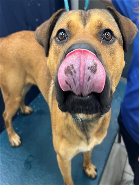 TED - Black Mouth Cur available for adoption