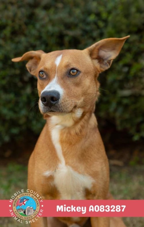 MICKEY - Labrador Retriever available for adoption