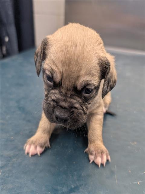 LUCAS - Hound available for adoption