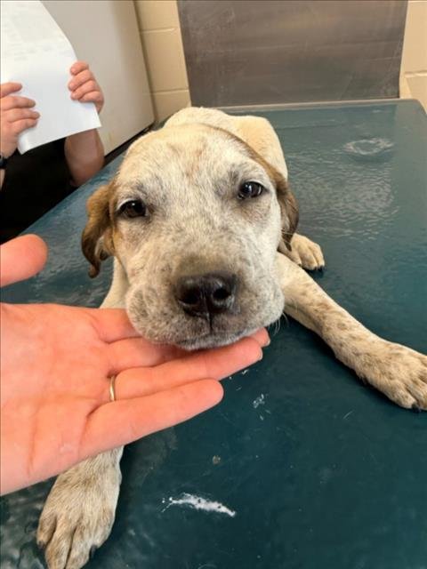 GREYSON - English Pointer available for adoption
