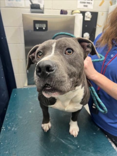 KONG - American Pit Bull Terrier available for adoption