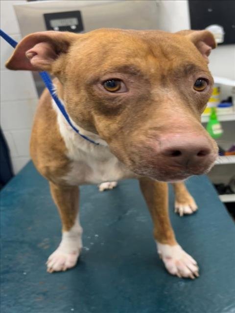 LEON - Bulldog available for adoption