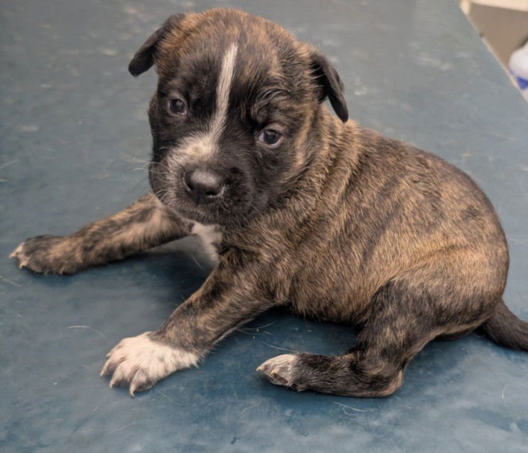 LORENZO - Hound available for adoption