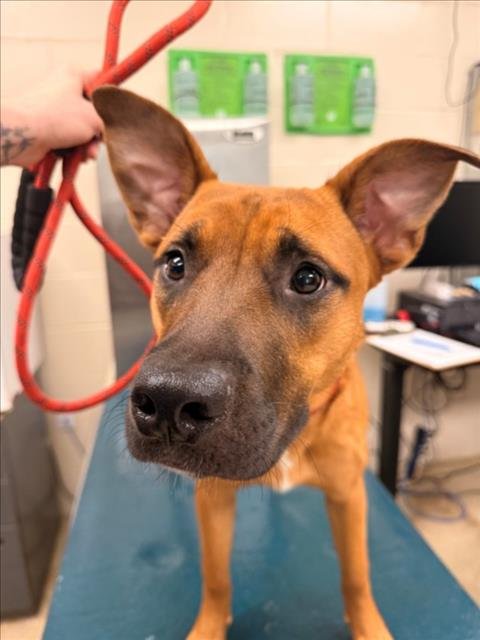 LEXUS - Black Mouth Cur available for adoption