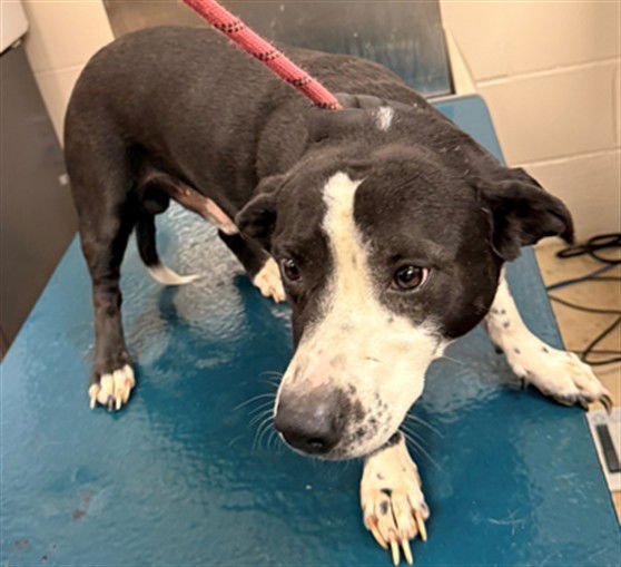 LINCOLN - Basset Hound / Labrador Retriever available for adoption