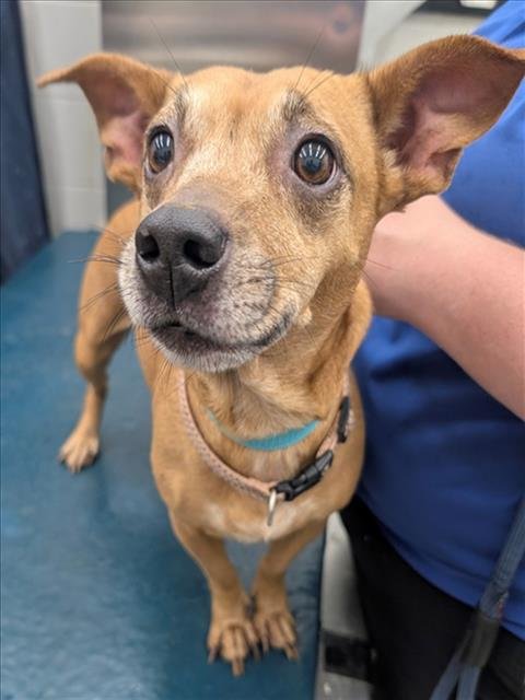 SUSY - Dachshund available for adoption