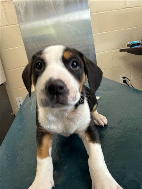 KURT - Saint Bernard available for adoption