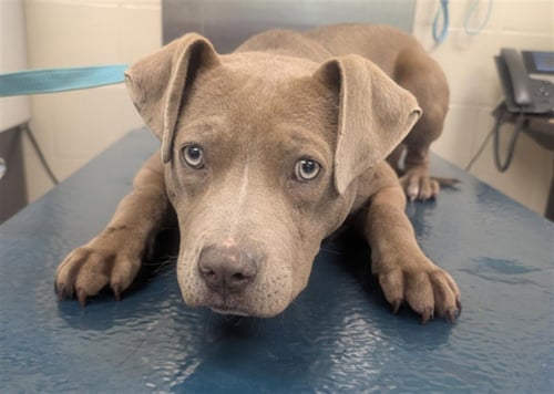 LAMBCHOP - Bulldog available for adoption