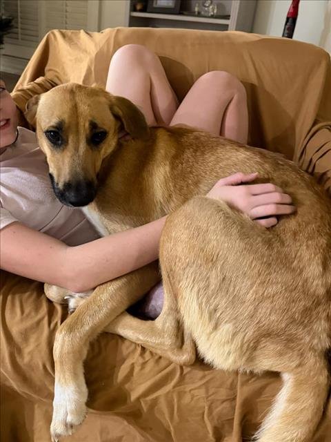 MAPLE - Labrador Retriever available for adoption