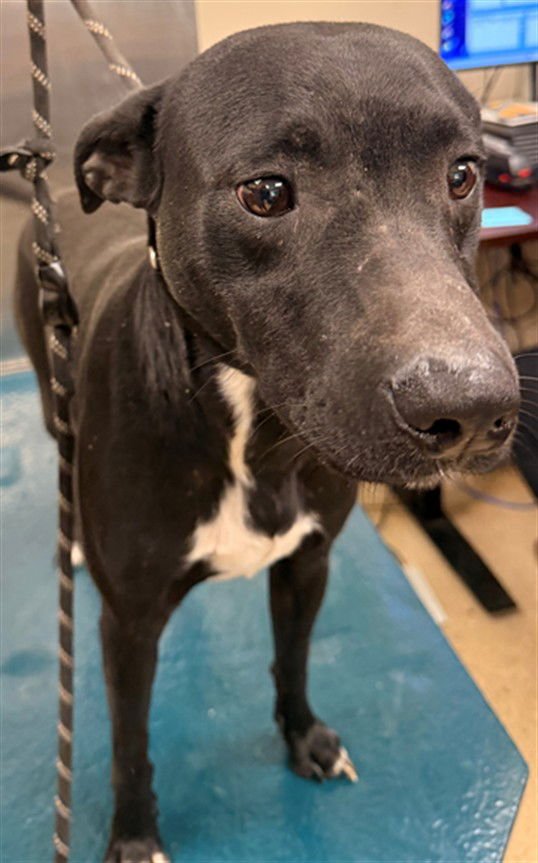 BIG BOY - Labrador Retriever available for adoption