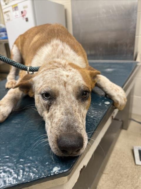 SADIE - Australian Cattle Dog/Blue Heeler available for adoption