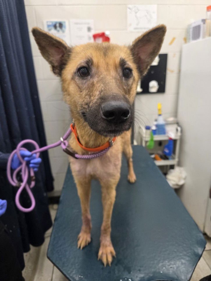 JAN - Belgian Shepherd Malinois available for adoption