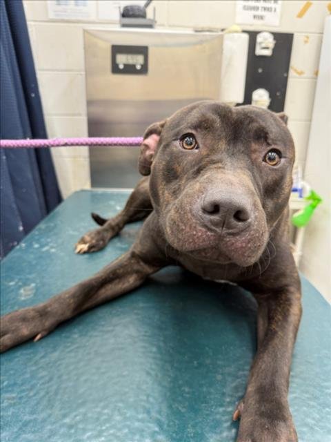 ELROY - Staffordshire Bull Terrier available for adoption