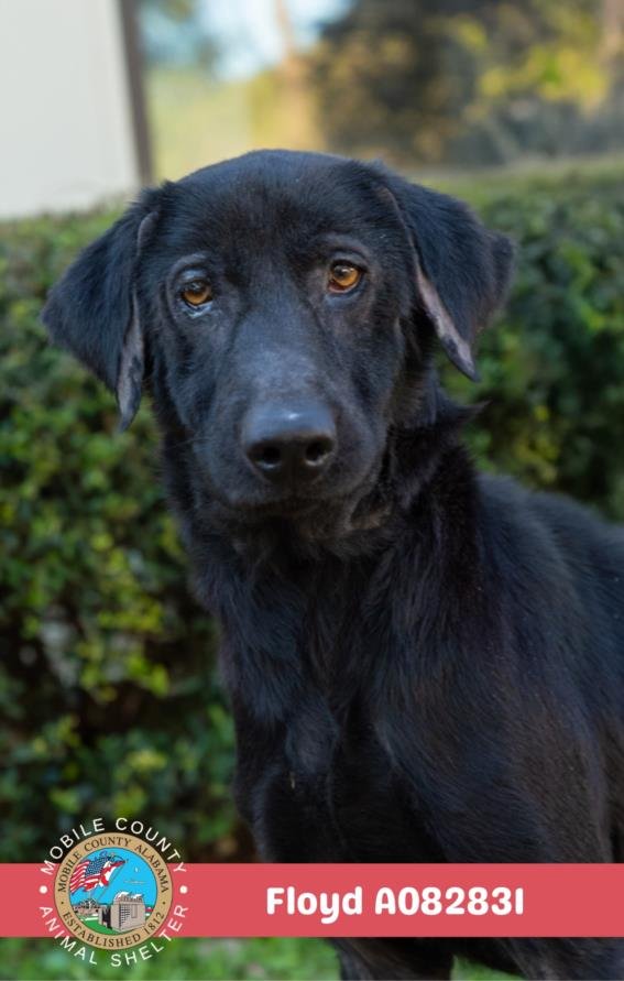 FLOYD - Labrador Retriever available for adoption
