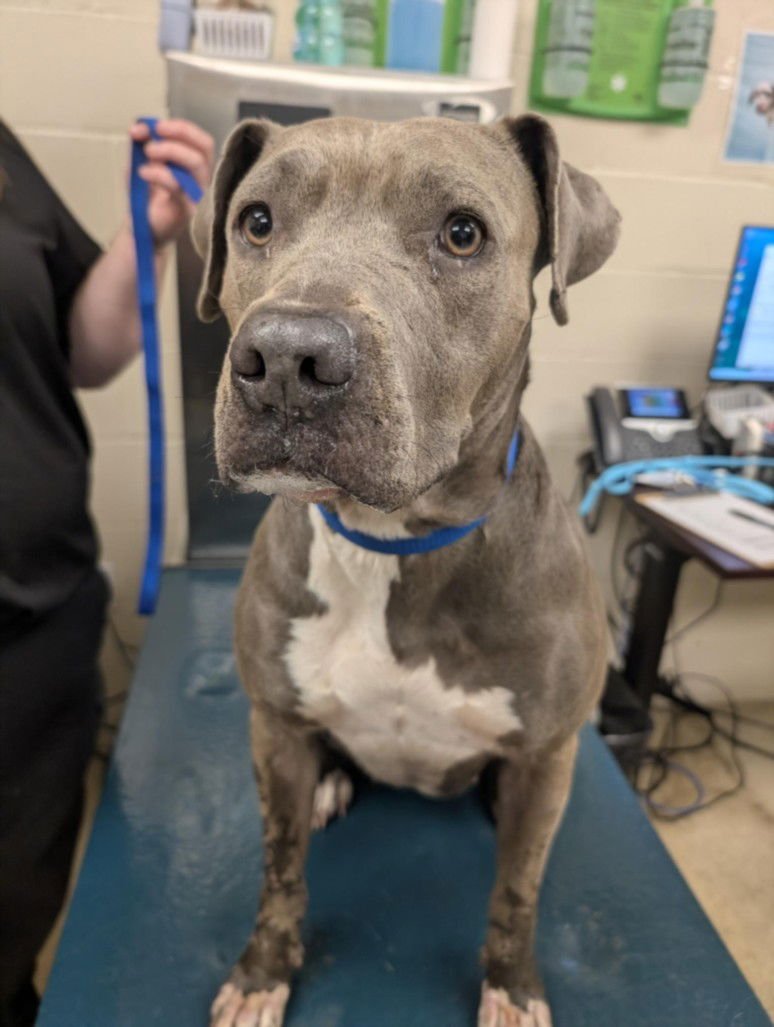 YUKI - Staffordshire Bull Terrier available for adoption