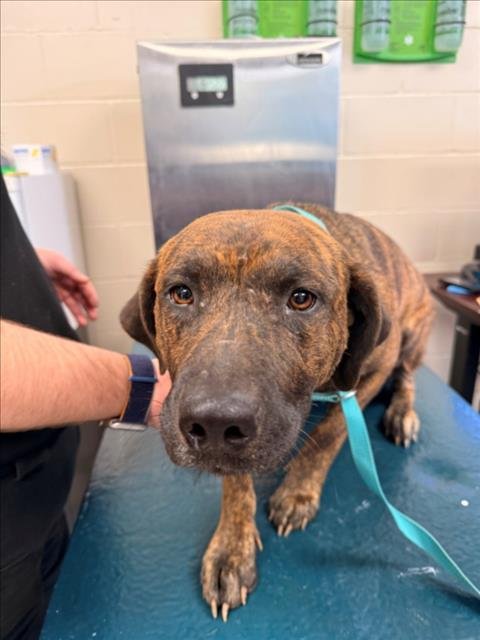 FOXY - Black Mouth Cur available for adoption