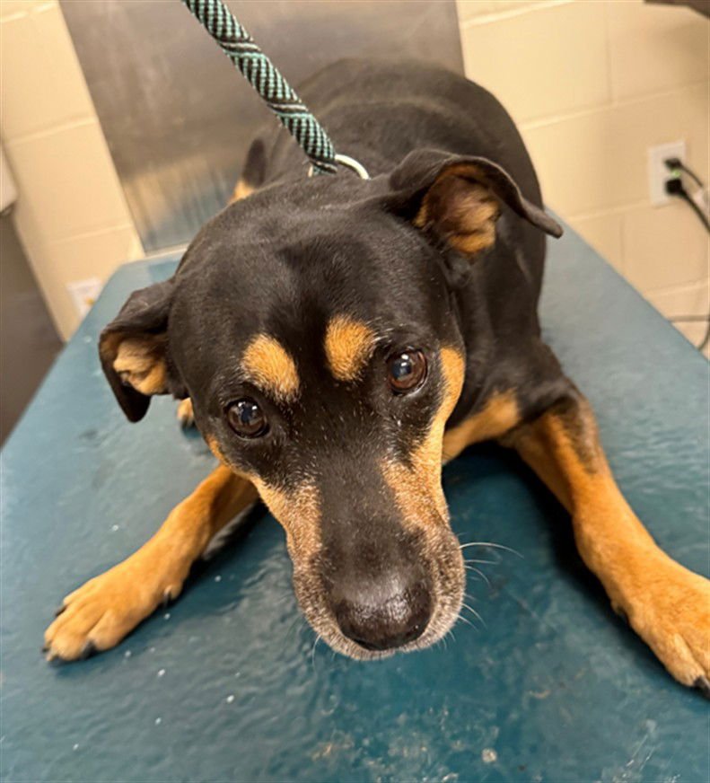 GRANNY - Black and Tan Coonhound available for adoption