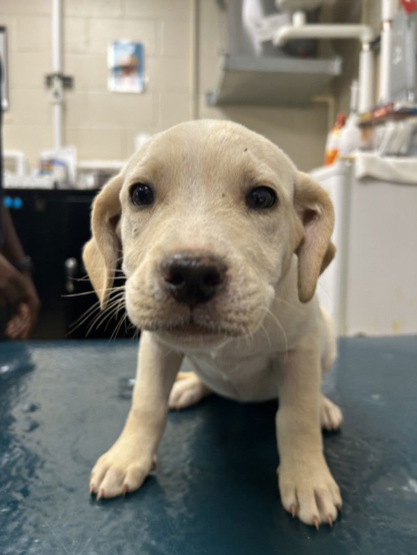 QUINLYNN - Labrador Retriever available for adoption