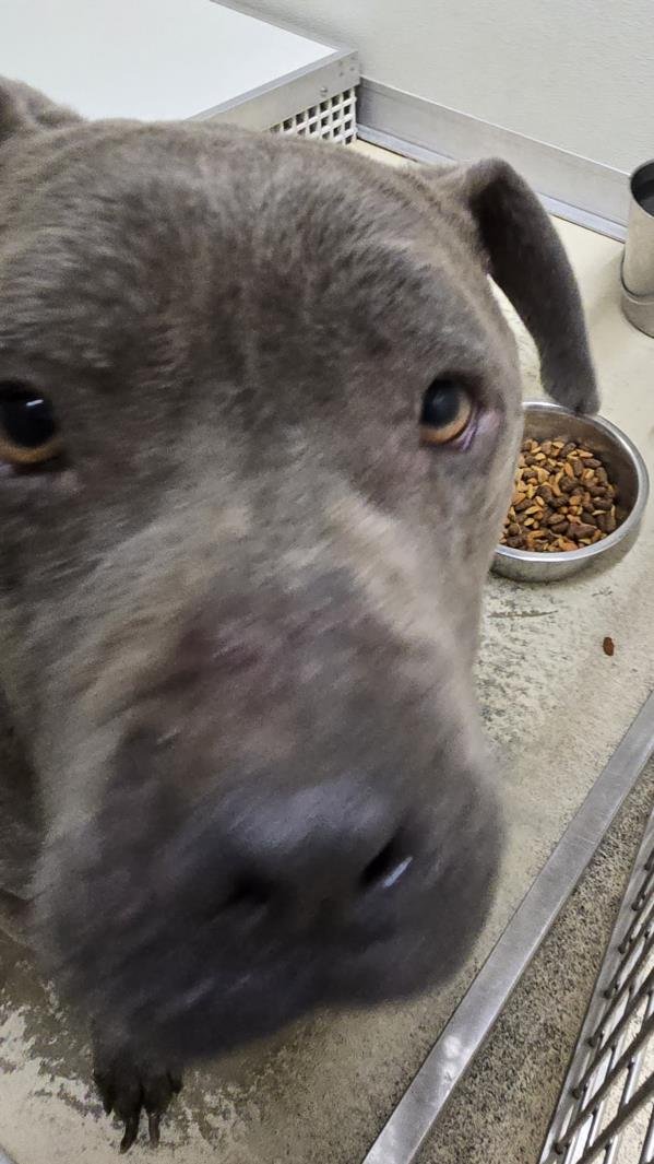 ORBIT - Pit Bull Terrier available for adoption