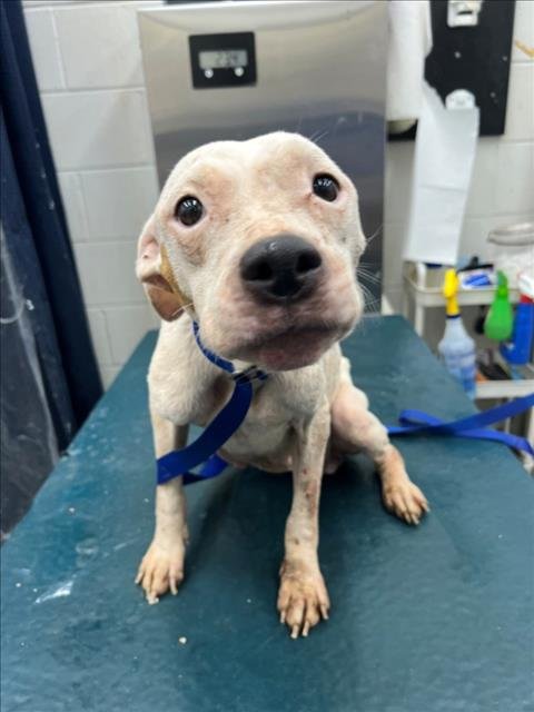 WINKY - American Bulldog available for adoption