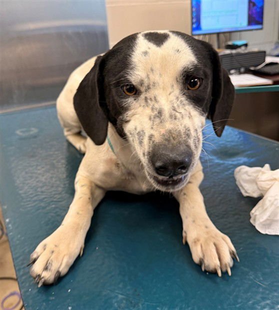 FRISBY - Black Mouth Cur available for adoption