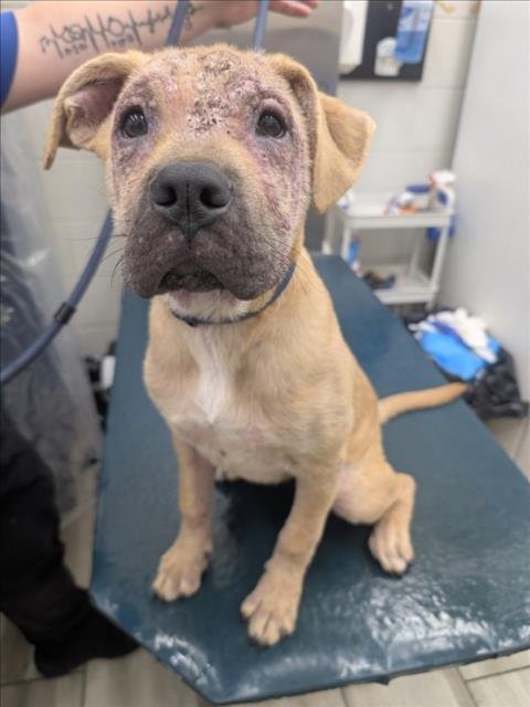 KP - American Bulldog available for adoption