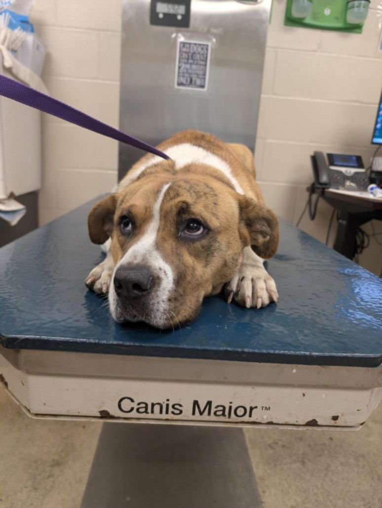 BRENDIE - Labrador Retriever available for adoption