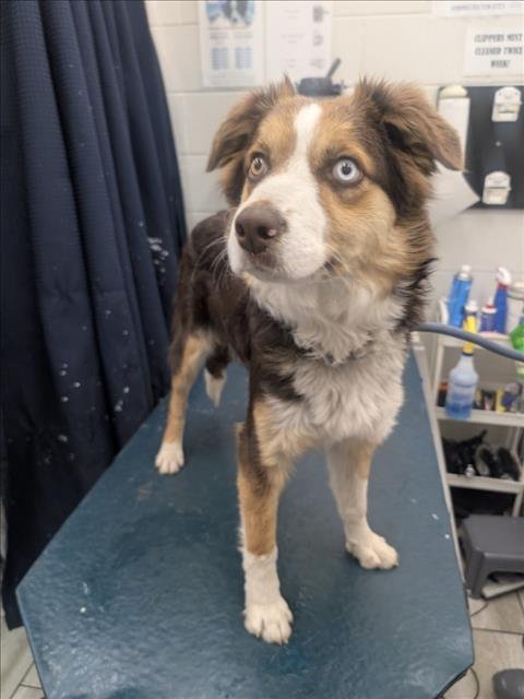 MARDI - Australian Cattle Dog/Blue Heeler available for adoption