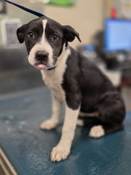 FAUNA - English Foxhound / English Pointer available for adoption