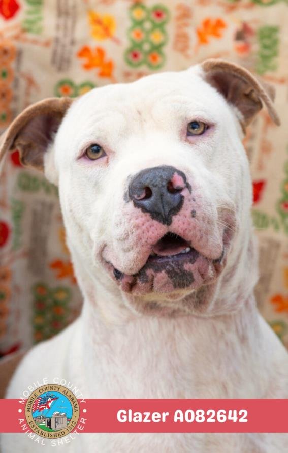 GLAZER - Bulldog available for adoption