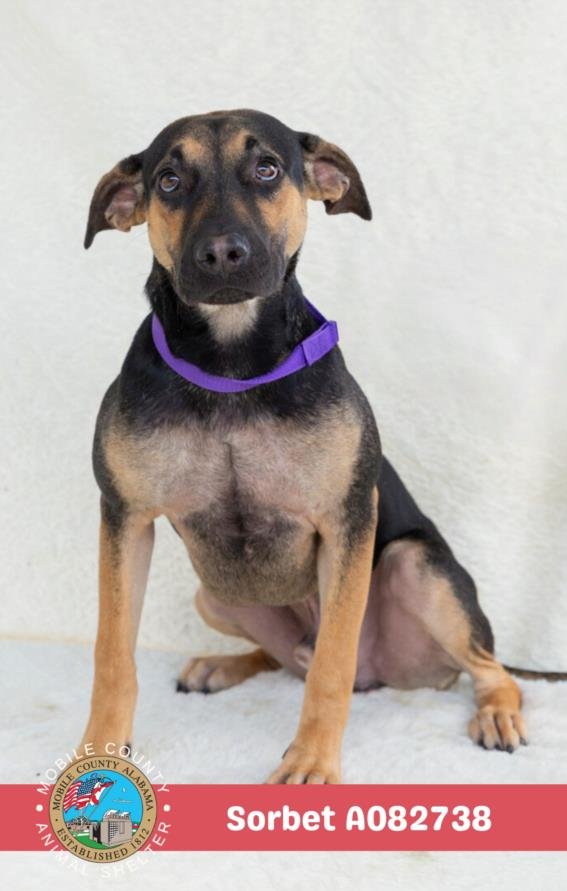 SORBET - Black Mouth Cur available for adoption
