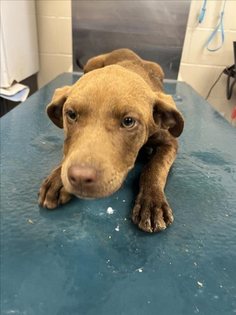BUNNIE - Labrador Retriever available for adoption