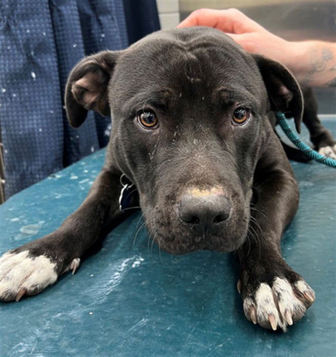 SIR CHARLES - Pit Bull Terrier available for adoption