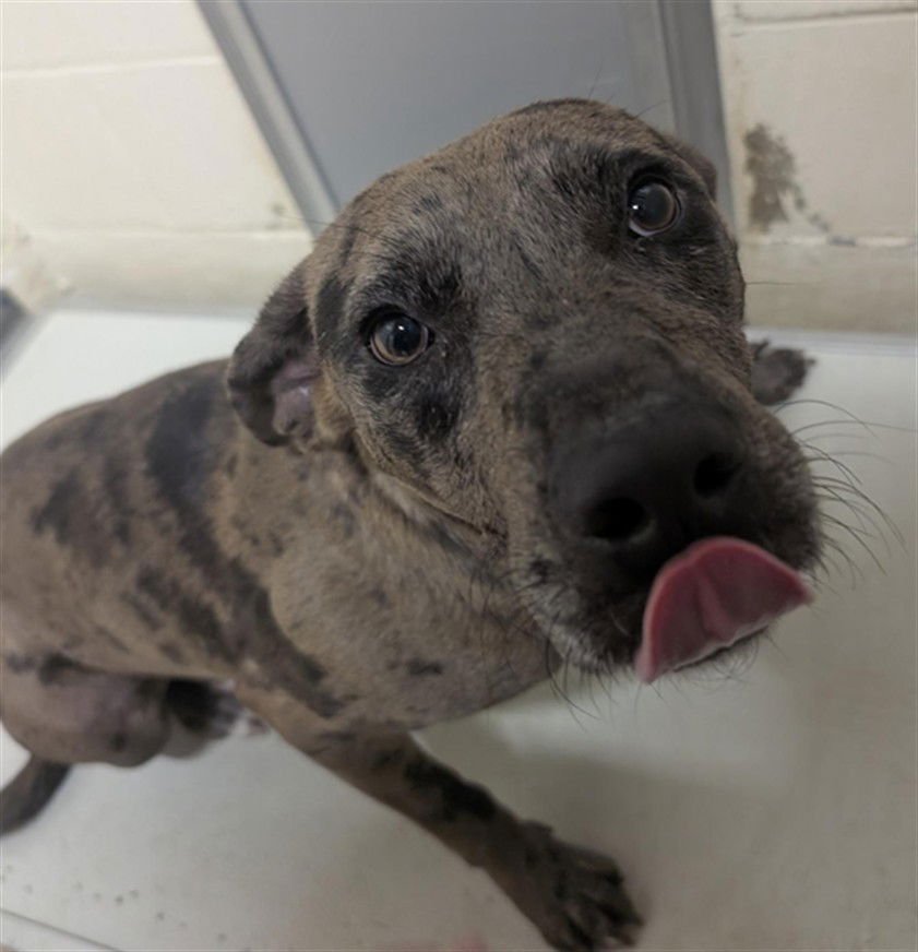 PRESLEY - Catahoula Leopard Dog available for adoption
