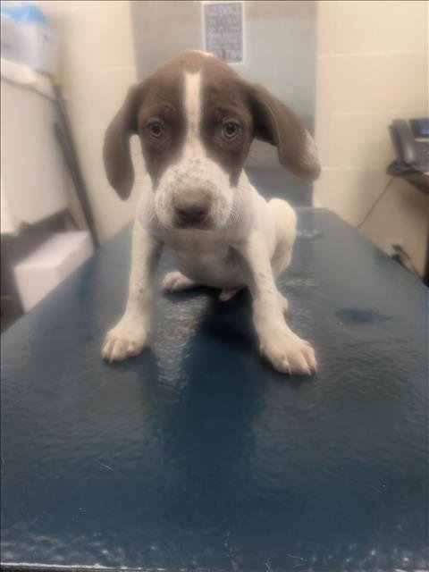 WHISKEY - German Shorthaired Pointer available for adoption