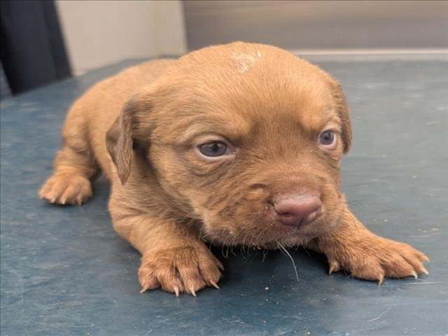 LEGEND - Hound available for adoption