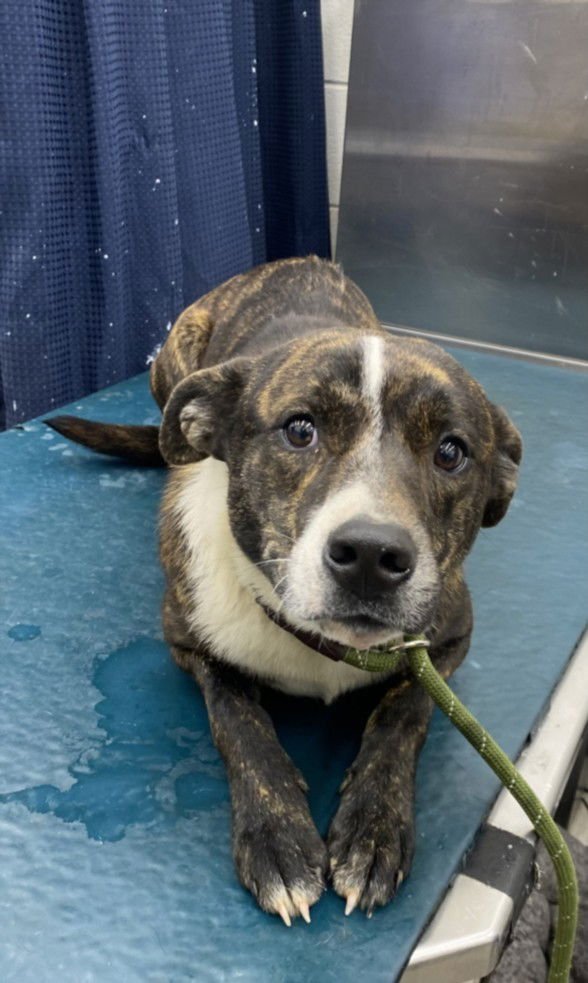 MEATLOAF - Labrador Retriever available for adoption